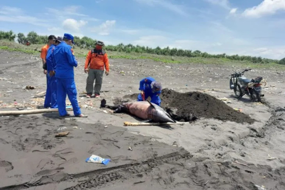  Seekor Lumba-lumba Mati Terdampar di Pantai Selatan Jember