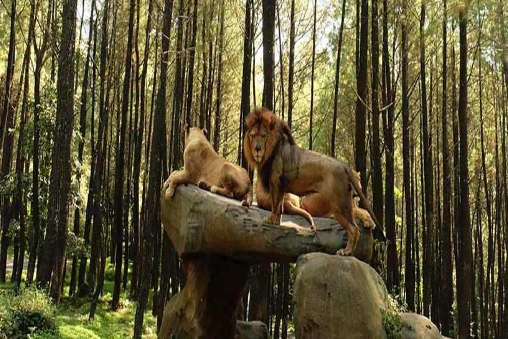  Viral Mobil Ditabrak Singa, Ini Tanggapan Taman Safari