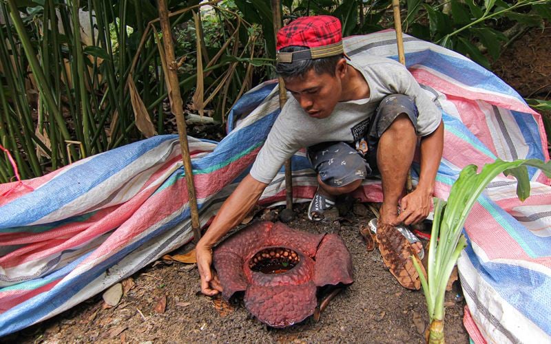  BKSDA Pastikan Bunga Rafflesia yang Tumbuh di Padang Sengaja Dicabut dan Ditanam