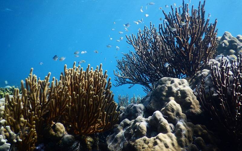  Fakta Temuan Gunung Bawah Laut di Pacitan oleh BIG