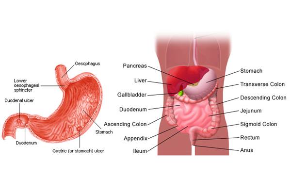  Lengkap! Ini Makanan dan Minuman yang Harus Dihindari Penderita Sakit Maag