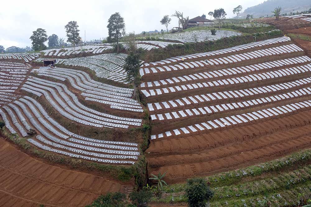  Puluhan Ribu Hektare Lahan di Lereng Gunung Sumbing dan Prahu Dalam Kondisi Kritis