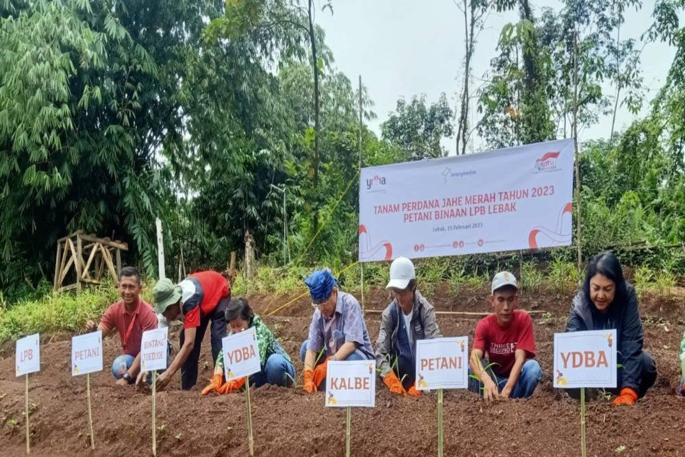  Bintang Toedjoeh Kembangkan Pertanian Jahe Merah di Lebak, Jamin Bahan Baku