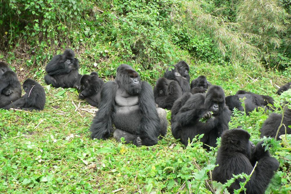 Wisata Mountain Gorilla menjadi tren/Dian Fossey
