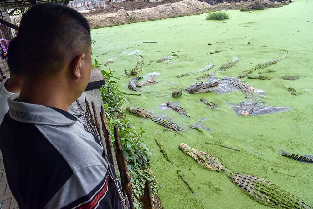  Penangkaran Buaya Asam Kumbang di Medan Menjadi Yang Terbesar se-Asia Tenggara