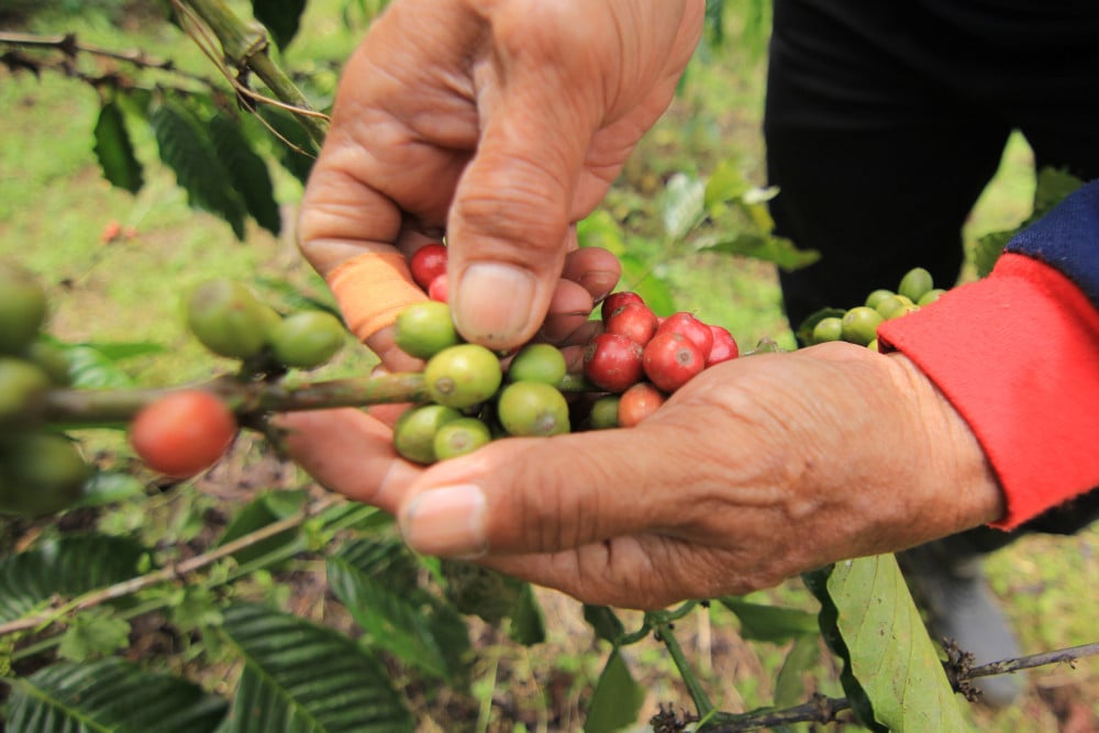  Produksi Kopi di Sumbar 13.770 Ton per Tahun, Didominasi Robusta