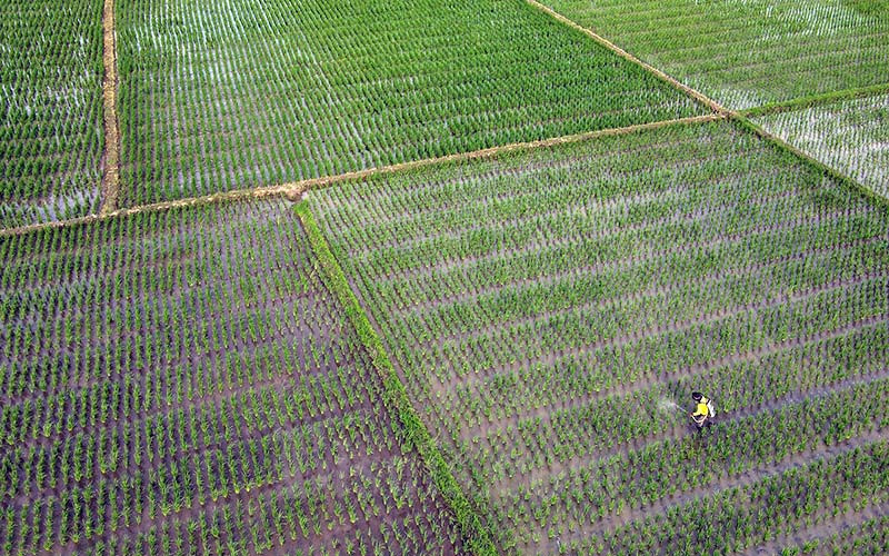  DTPH Jabar Sediakan Benih untuk Petani di Cirebon yang Alami Gagal Panen