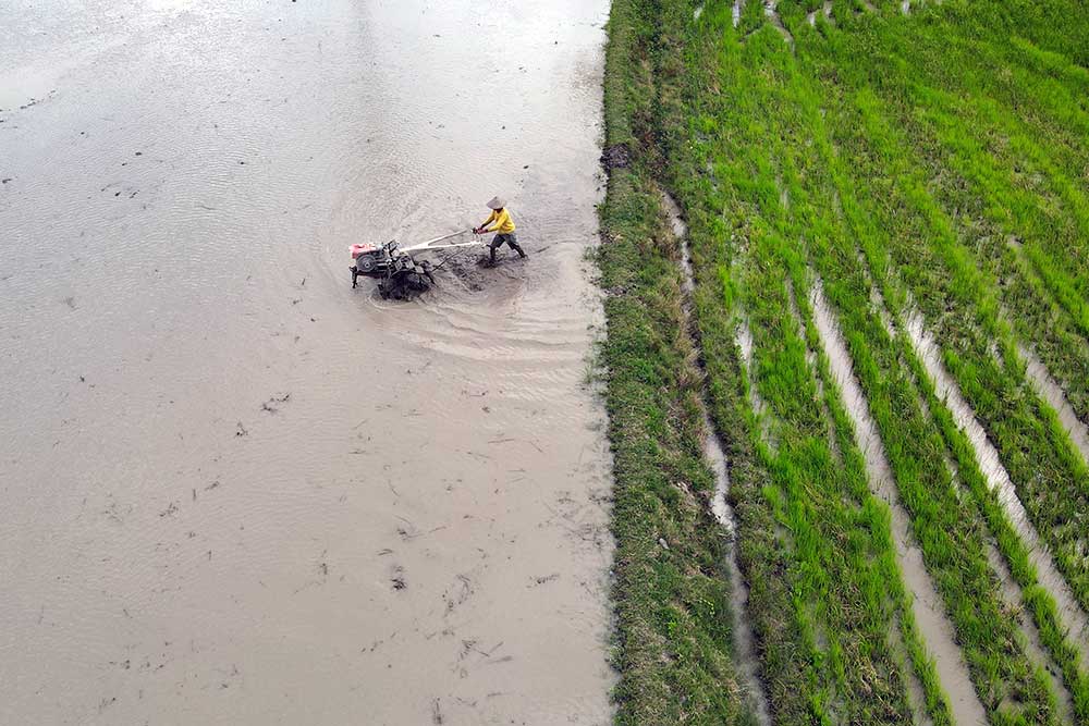  Kementan Dorong Daerah di Indonesia Untuk Memperluas Area Tanam Padi