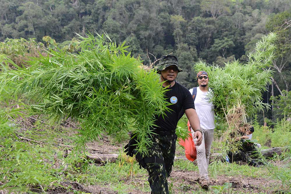  Pemusnahan Ladang Ganja Seluas 2,5 Hekatare di Aceh