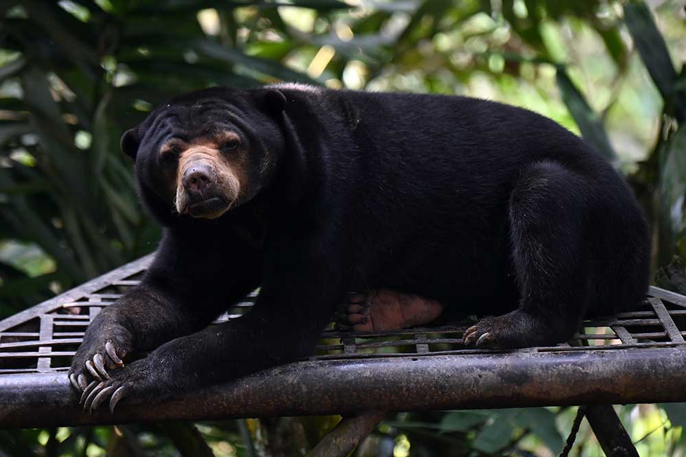  Beruang Madu Hasil Sitaan BKSDA Yang Cacat Tidak Dilepasliarkan