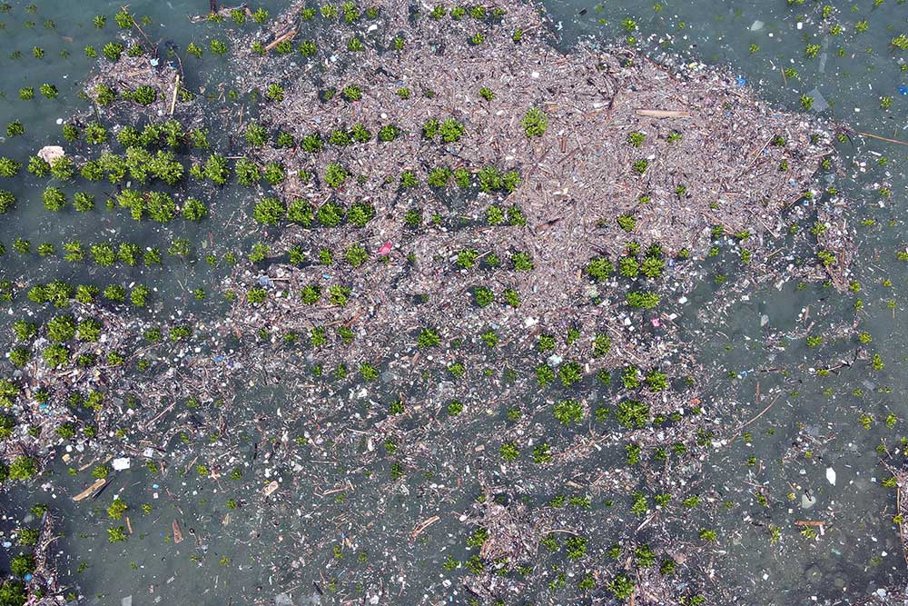  Tanaman Mangrove di Palu Dikelilingi Sampah