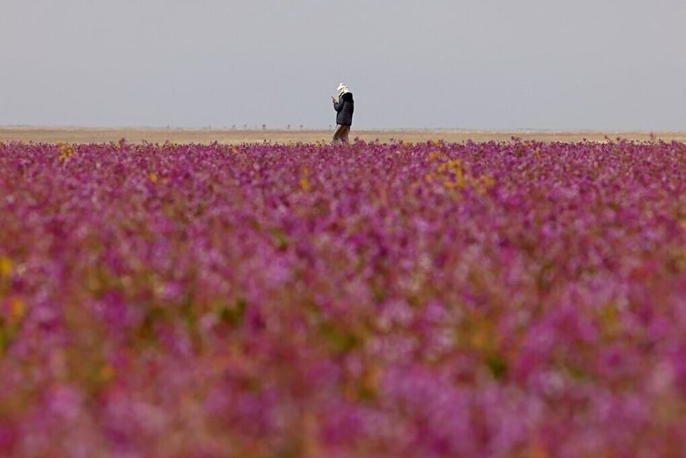  Fenomena Aneh di Arab Saudi, Padang Gurun jadi Kebun  Lavender, Pertanda Apa?