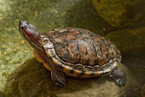 Dari Kura-kura hingga Tubeworm, Ini Daftar Hewan Paling Panjang Umur di Dunia