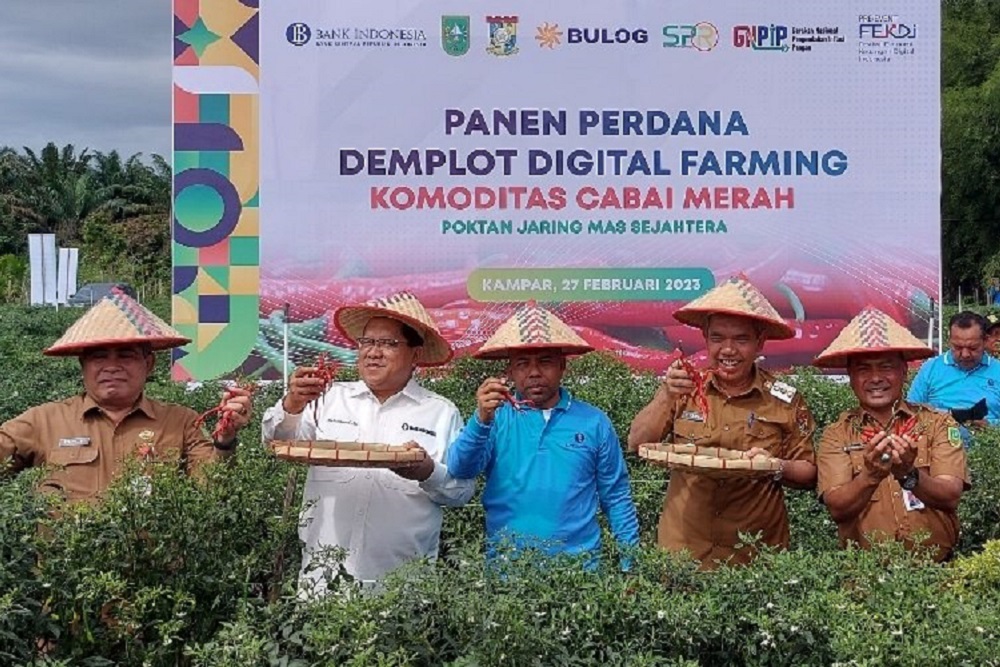  Digital Farming, Hasil Panen Cabai Merah Meningkat Sampai 1,5 Kg per Batang