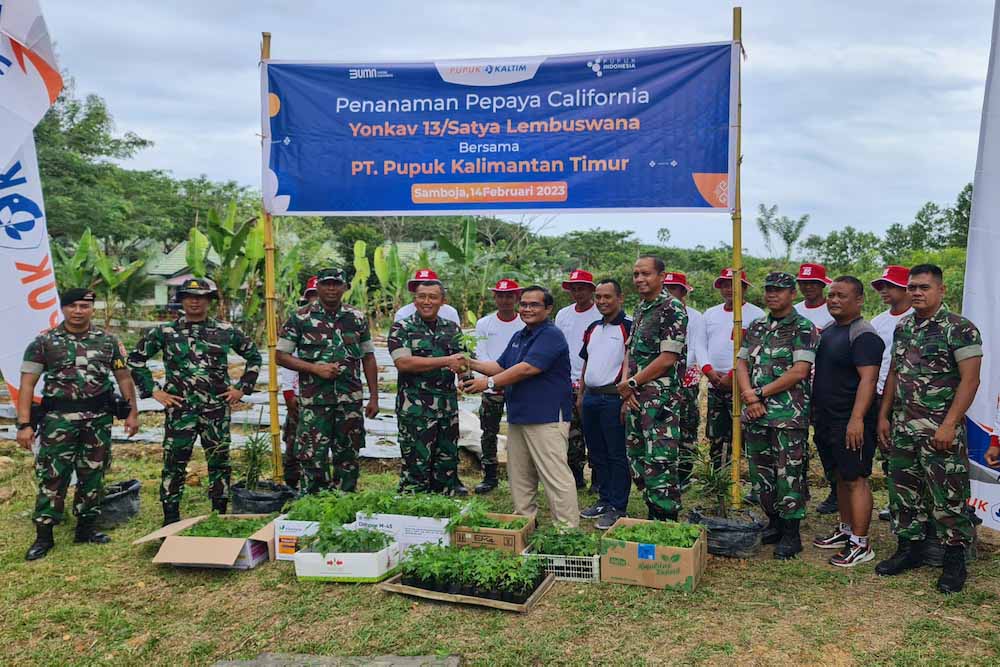  Sinergi Ketahanan Pangan Bersama TNI, Pupuk Kaltim dan Yonkav 13/SL Tanam Pepaya di Samboja