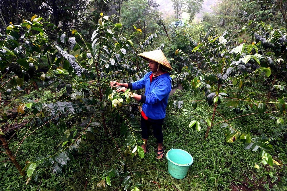  Petani Purwakarta Lirik Pengembangan Kopi Jenis Liberika