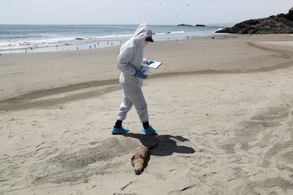 Petugas Dinas Kehutanan Nasional SERFOR memeriksa berang-berang yang mati karena flu burung di Pantai Chepeconde, bagian Selatan Kota Lima di Peru pada 22 Februari 2023. REUTERS/Sebastian Castaneda