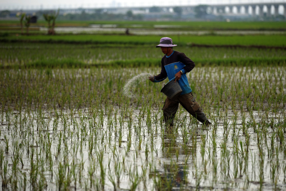  Produksi Padi Sulsel 2022 Mencapai 5,36 Juta Ton GKG, Naik 5,29 Persen