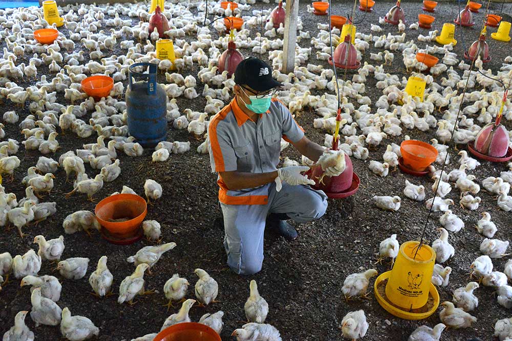  Antisipasi Penyakit Flu Burung, Dinas Peternakan Provinsi Aceh Lakukan Penyemprotan Disinfektan
