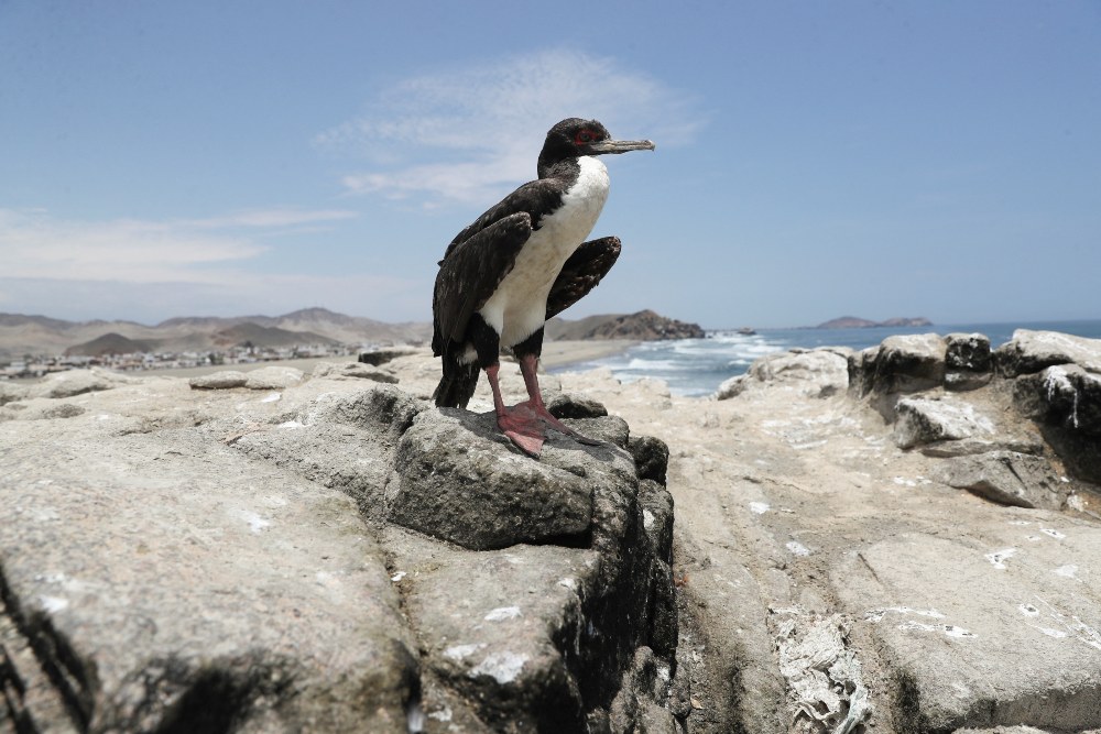 Seekor bebek di pantai Lobos di tengah meningkatnya kasus infeksi flu burung di Lima, Peru 22 Februari 2023. REUTERS/Sebastian Castaneda