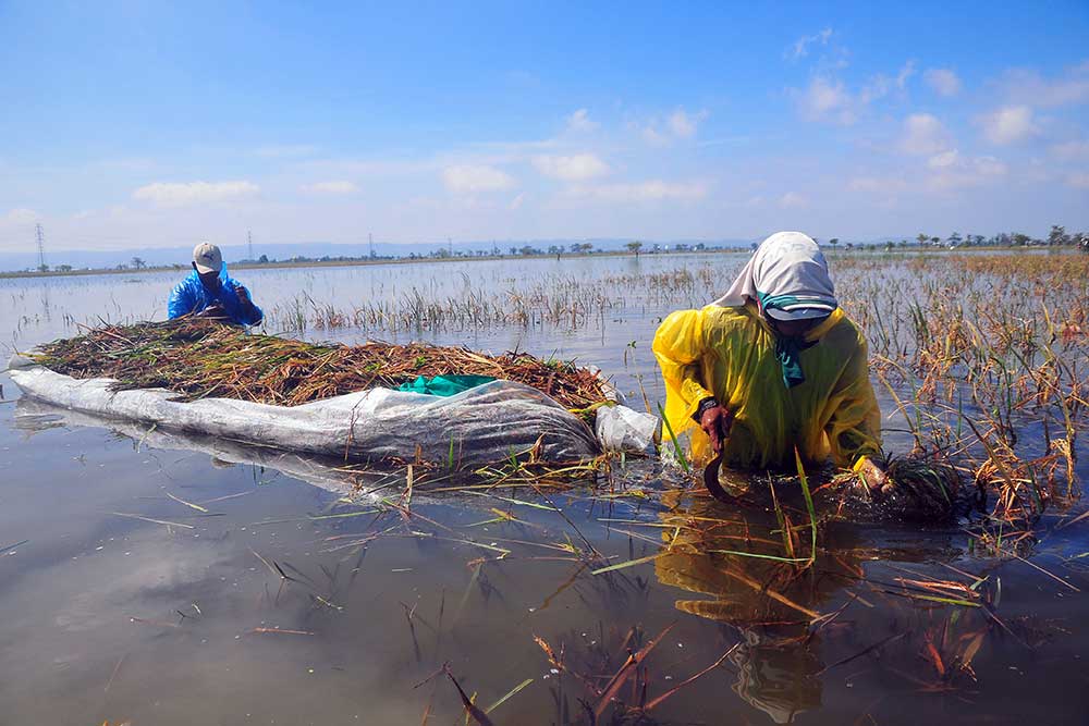  Sebanyak 2.216 Hektare Sawah di Kudus Terdampak Banjir Sehingga Gagal Panen
