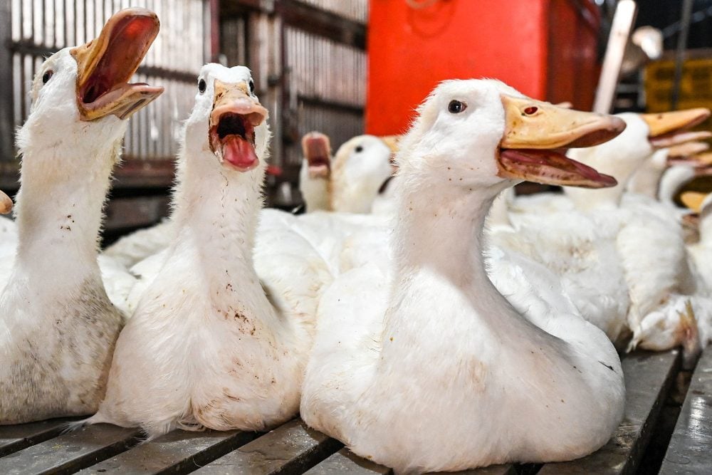  2 Kasus Flu Burung di Kamboja Tidak Menular dari Manusia ke Manusia