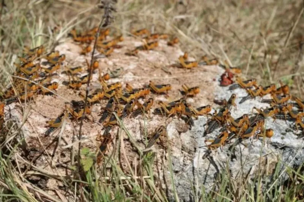  Hama Belalang Ancam Pertanian Pulau Sumba