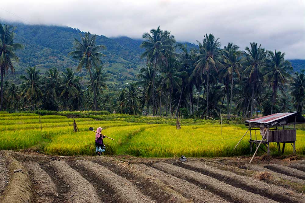  Produktivitas Hasil Panen Petani Turun Akibat Kesulitan Mendapatkan Pupuk