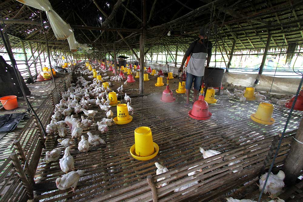  Peternak di Kalimantan Antispasi Flu Burung Secara Mandiri