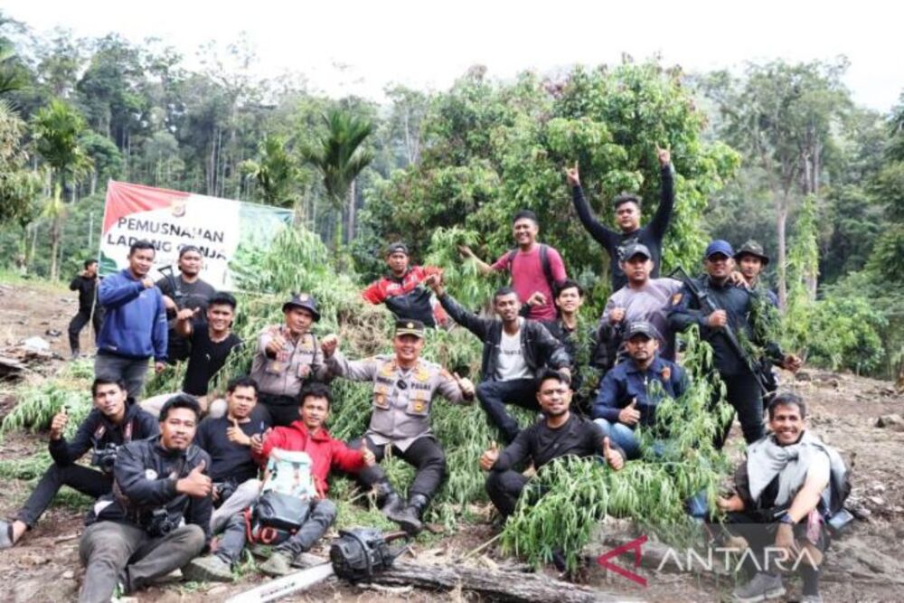 Ganja di Ladang Seluas 32 Hektare di Nagan Raya Aceh Dimusnahkan