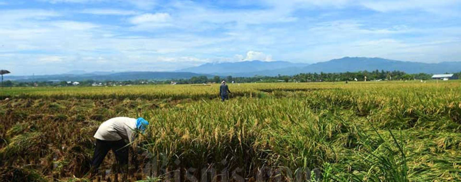 Petani memanen padi disawah garapannya di Bogor, Jawa Barat, Sabtu (11/4/2020). Bisnis - Abdurachman. Anomali Cuaca dan Risiko untuk Komoditas Beras 