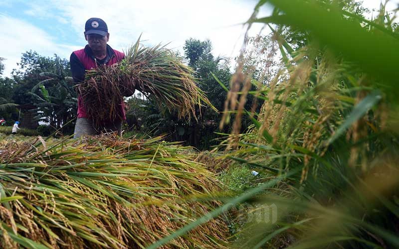 Petani memanen padi disawah garapannya di Bogor, Jawa Barat, Sabtu (11/4/2020). Bisnis/Abdurachman