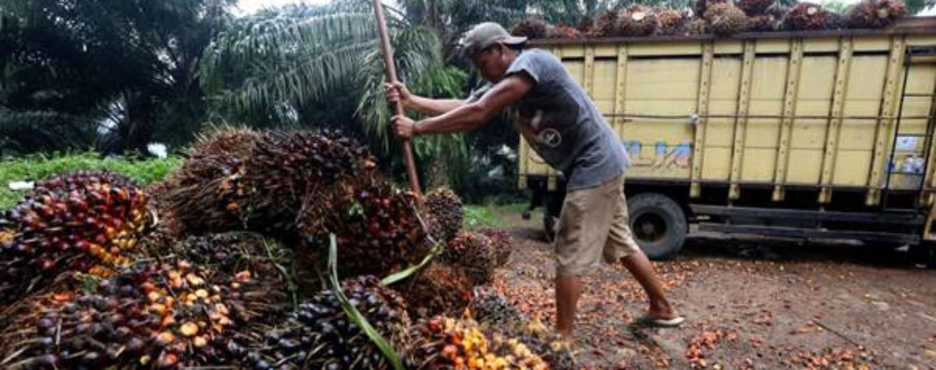  CPO dan Sentimen dari Faktor Alam hingga Pola Tanam