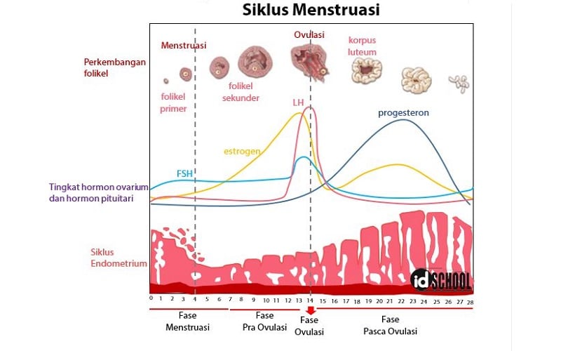 Ilustrasi empat fase menstruasi/ID School