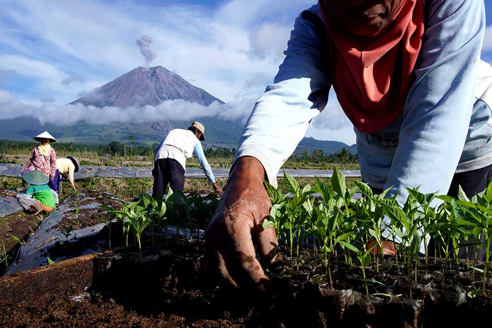  Masuk Musim Tanam, Harga Bibit Cabai Naik