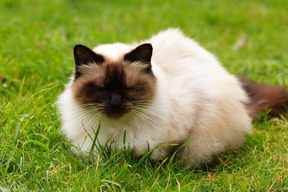 Mengenal Kucing Himalaya dan Cara Merawatnya (pixabay)
