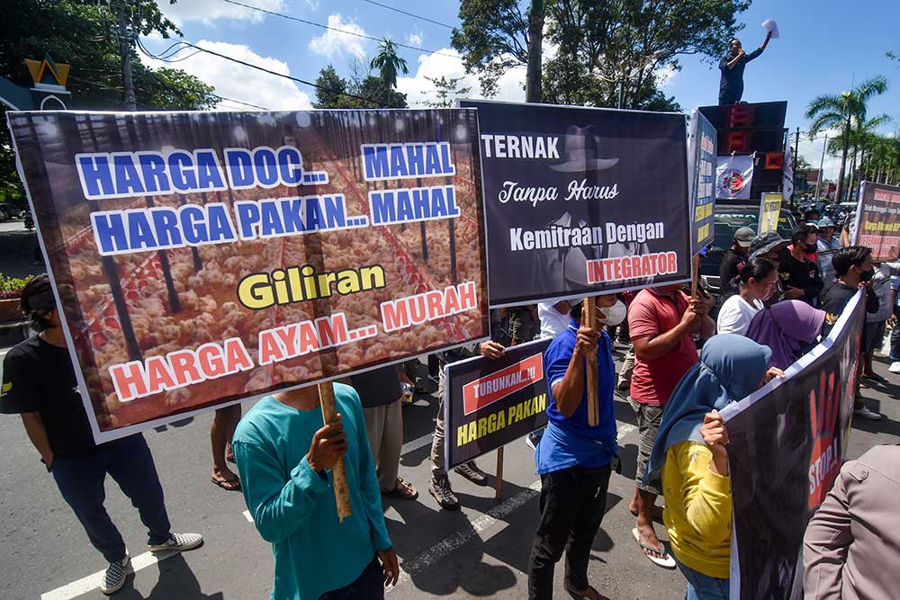  Pertenak Ayam Lokal di NTB Minta Pemerintah Menetapkan Harga Acuan Ayam