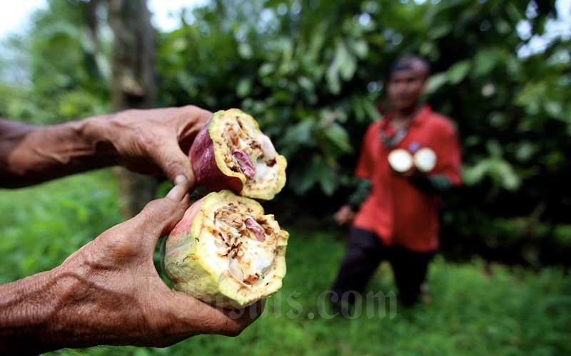  Jembrana Jadi Percontohan Pengolahan Kakao Secara Terpadu