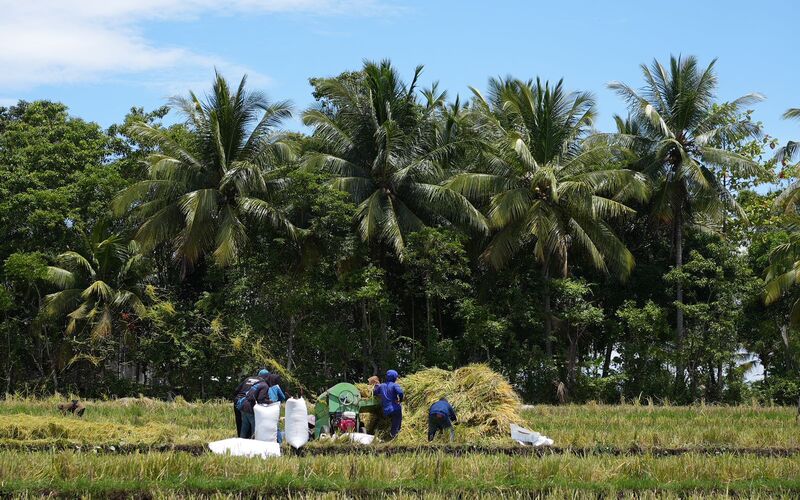  Panen Padi Mandiri Benih Sulsel, Hasil Pertanian di Bone Meningkat