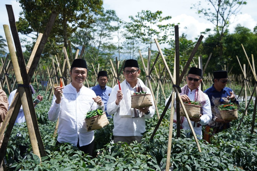 Deputi Kepala Perwakilan BI Jawa Barat, Bambang Pramono (tiga dari kanan) memetik cabai dalam kegiatan Panen Raya Cabai, di Sukabumi./Istimewa