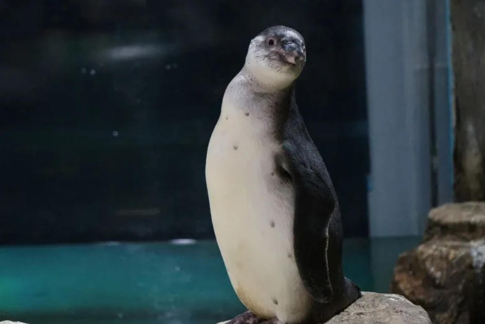 Wow, Ancol Berhasil Mengembangbiakkan Pinguin Humboldt