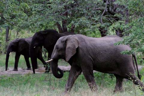  Gajah Sumatra Kembali Ditemukan Berkeliaran di Hutan Sijunjung Sumbar