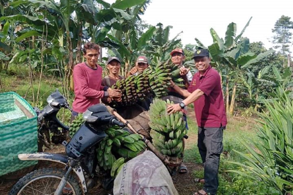  Ekspor Pisang Kaltim, Bikin Petani Happy Hingga Alternatif Bagi Kelapa Sawit