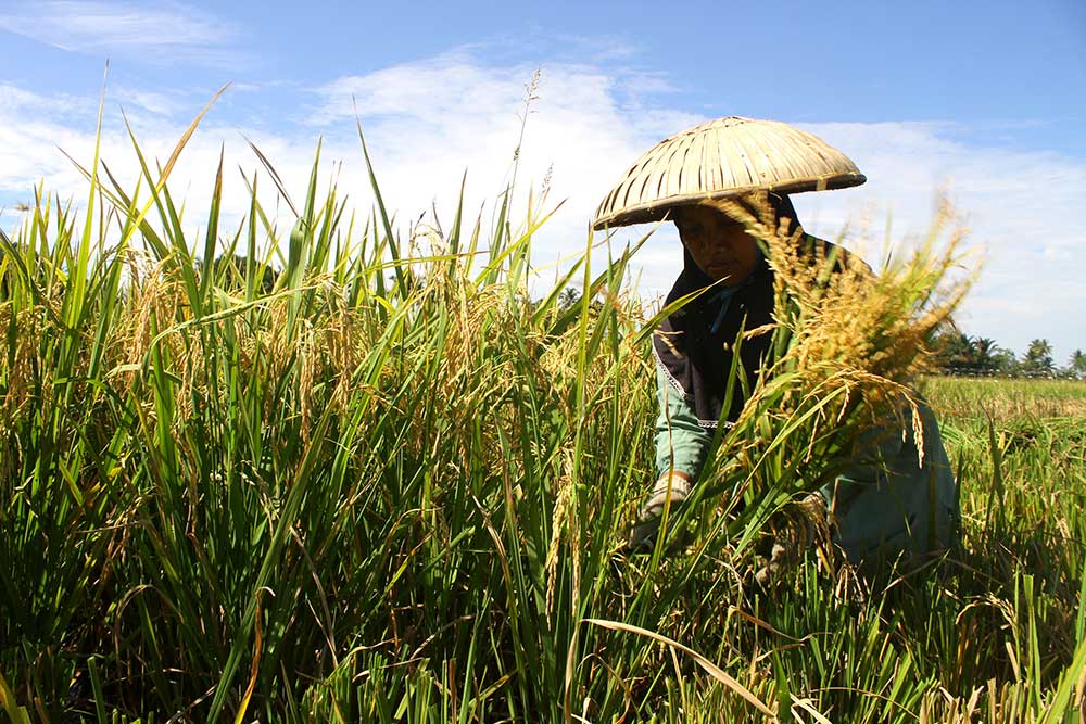  Pemprov Kalimantan Selatan Tingkatkan Produksi Padi Untuk Menyuplai Kebutuhan IKN Nusantara