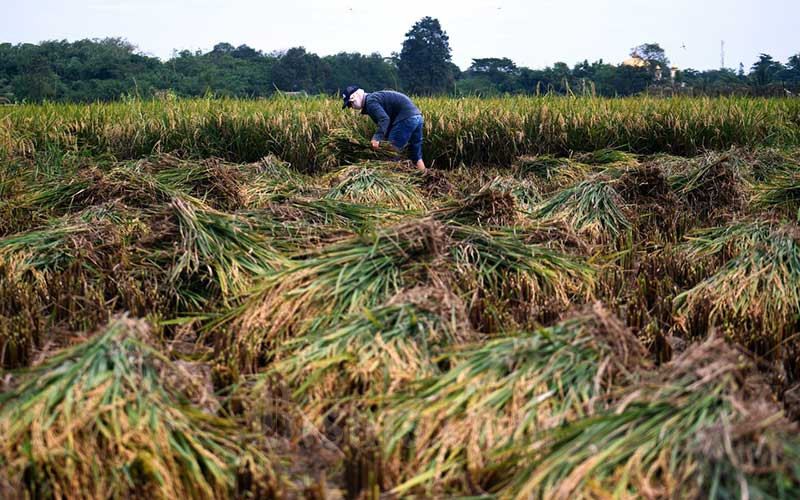Petani memanen padi disawah garapannya di Bogor, Jawa Barat, Sabtu (11/4/2020). Bisnis/Abdurachman