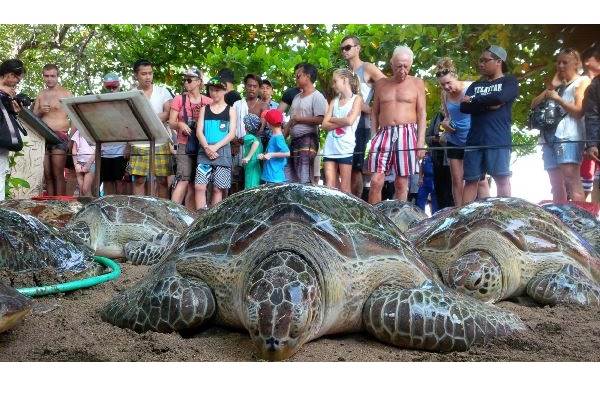  Dampak Penertiban Wisatawan Mancanegara di Bali, Ini Kata Dinas Pariwisata