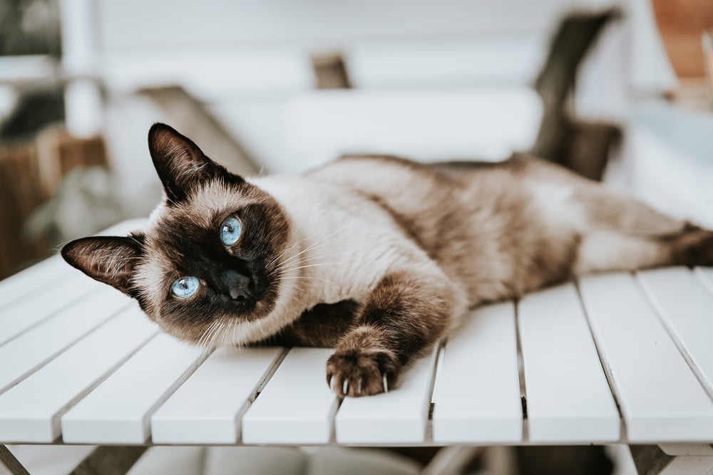 Mengenal ciri-ciri Kucing Siam, Jenis, dan Cara Merawatnya