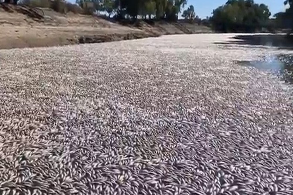  Jutaan Ikan di Sungai Australia Mati Gara-gara Gelombang Panas