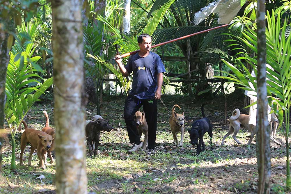  Warga Aceh Gunakan Anjing Untuk Berburu Babi di Hutan