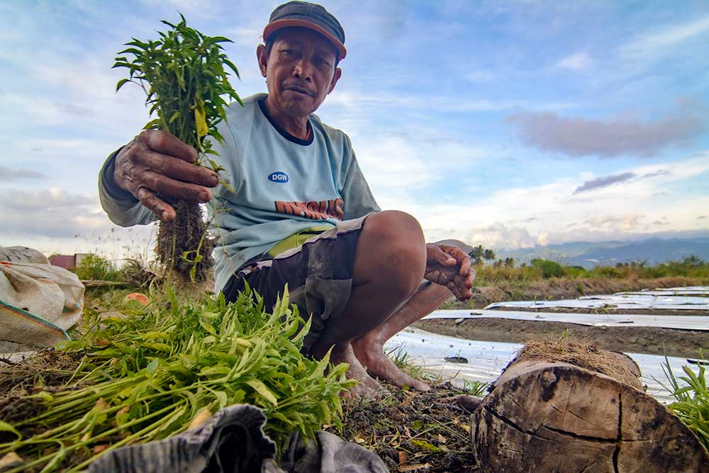  Hama Lalat Buah Serang Tanaman Cabai Merah Keriting di Sulawesi Tengah